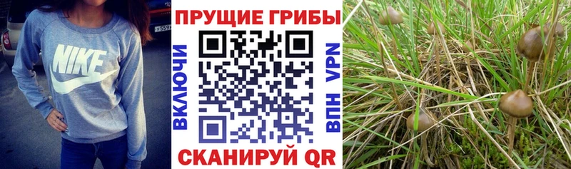 как найти   Комсомольск-на-Амуре  Псилоцибиновые грибы прущие грибы 